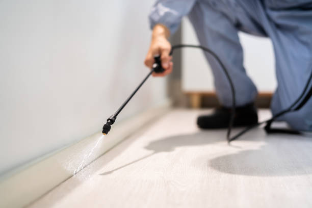 Licensed Ant Control service in San Fernando, CA - Nex Pest Control
